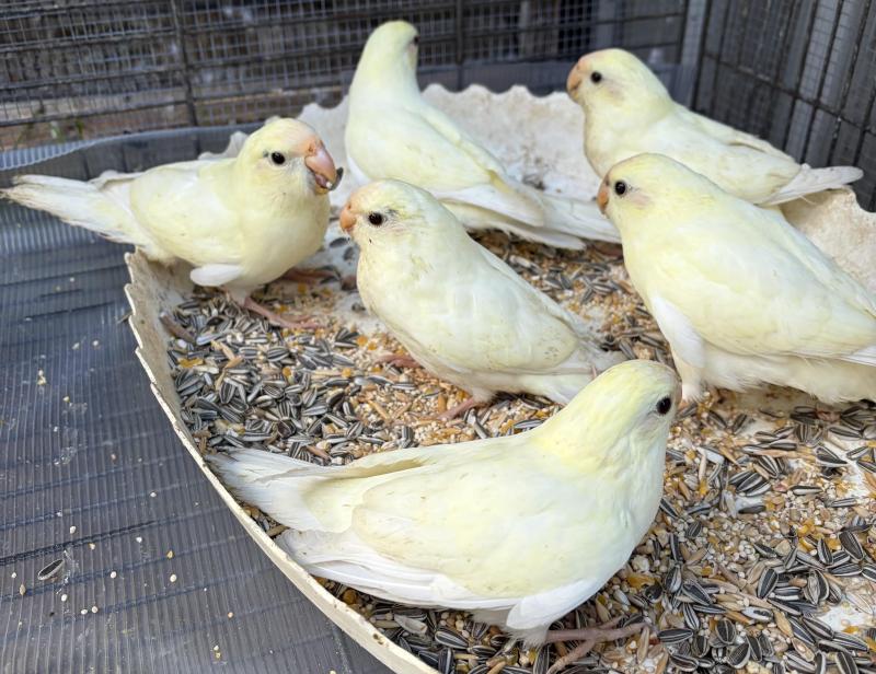 FS: KAKARIKI PARROTS-CREAM-