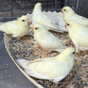 FS: KAKARIKI PARROTS-CREAM-