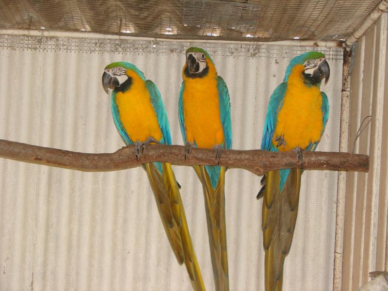 B G Macaw hen