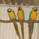 B G Macaw hen