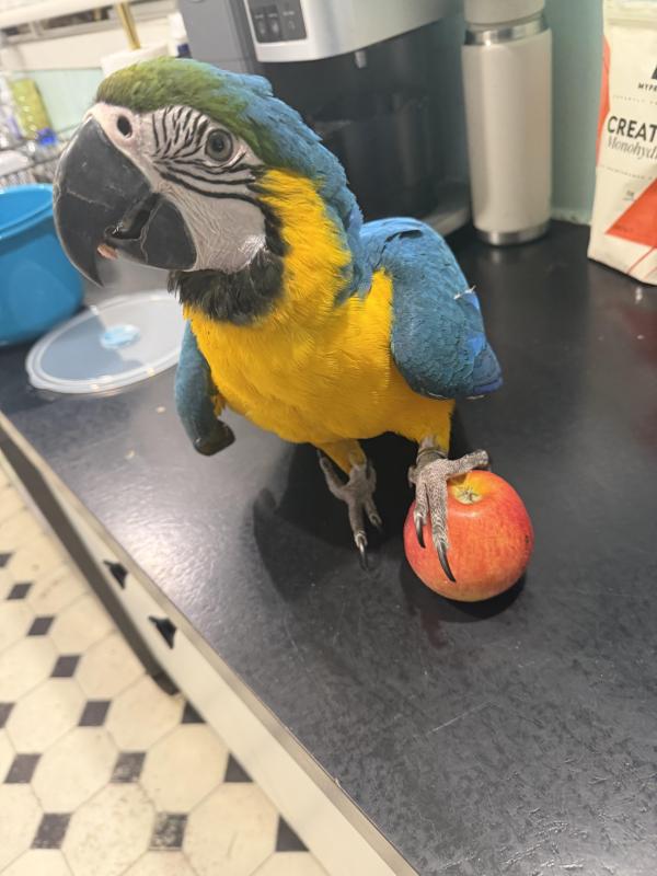 Blue and gold macaw 9mo female and cage