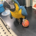 Blue and gold macaw 9mo female and cage