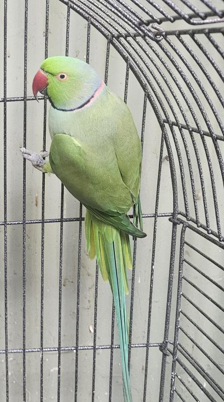 Indian Ringneck