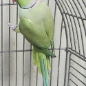 Indian Ringneck