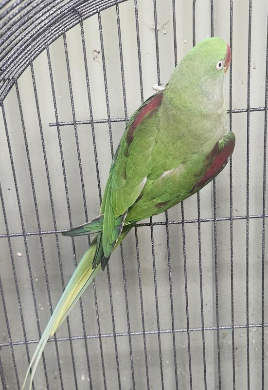 Alexandrine