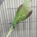 Alexandrine