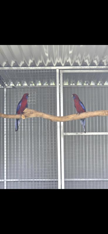 Nigrescen Crimson Rosella's
