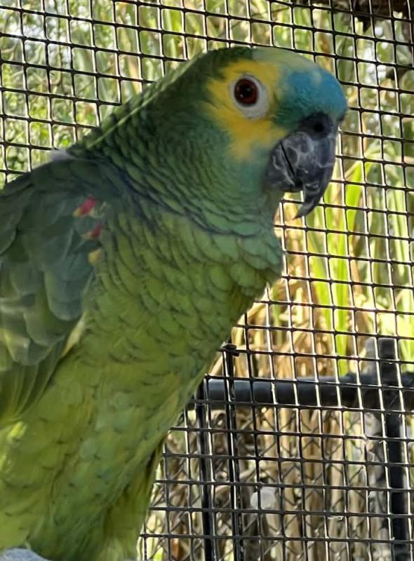 blue fronted amazon pair