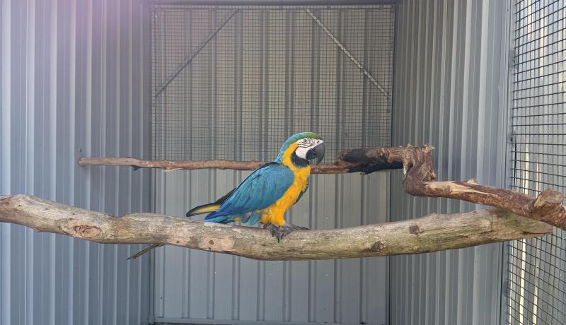 Aviary bird/breeding pair sellout