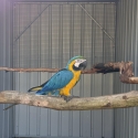 Aviary bird/breeding pair sellout