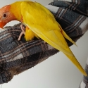 Hand raised lutino lorrikeet