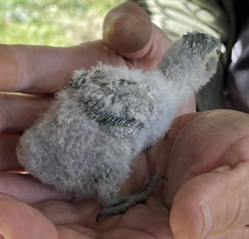 baby green scaly for hand rearing