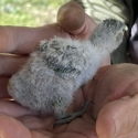 baby green scaly for hand rearing