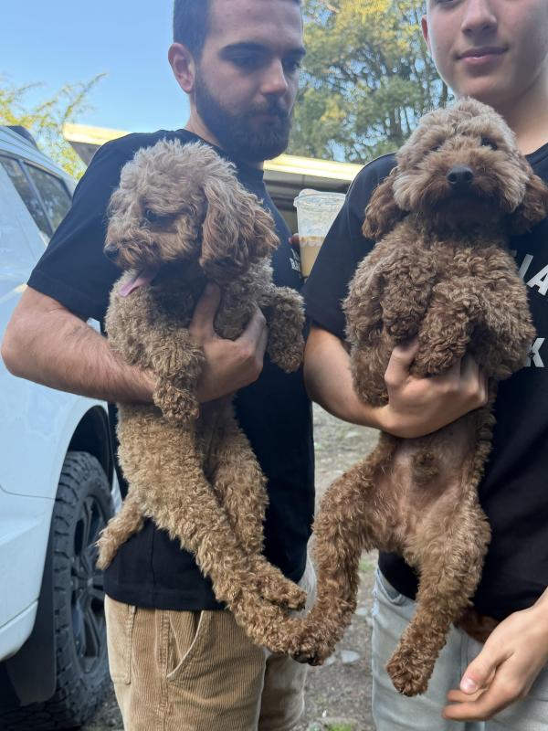 Male and female toy Cavoodles dna clear