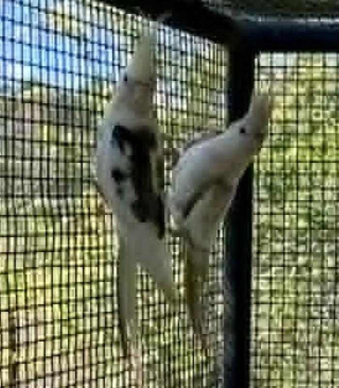 pair of cockatiels' spare male