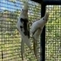 pair of cockatiels' spare male