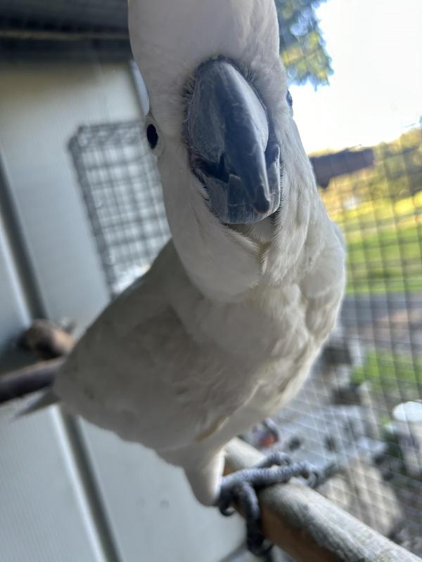 WTB Suphur Crested Hen