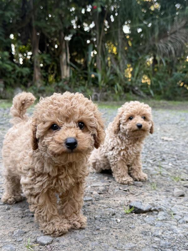 Toy Cavoodle puppies boy and girl ready now