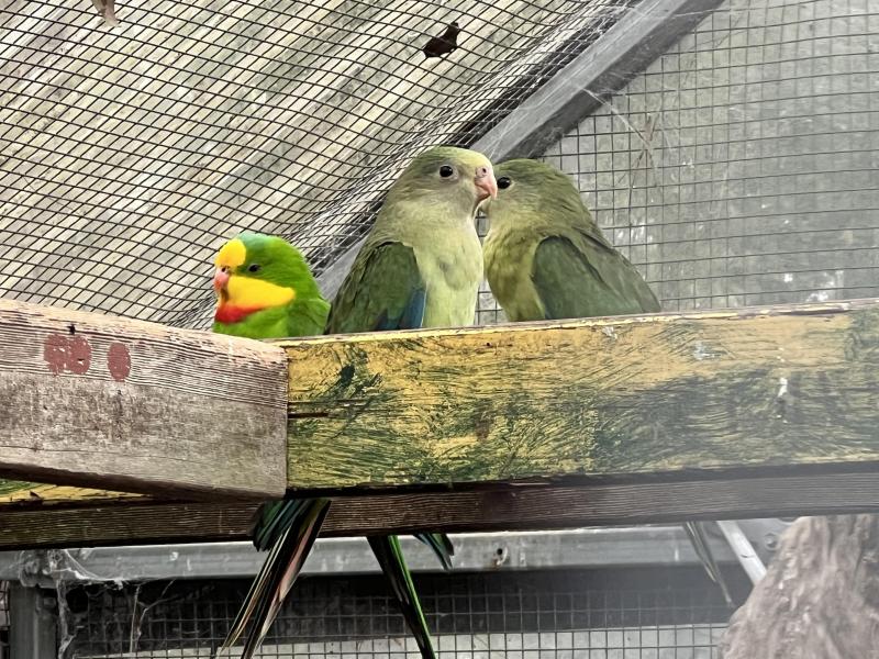 Young superb parrots