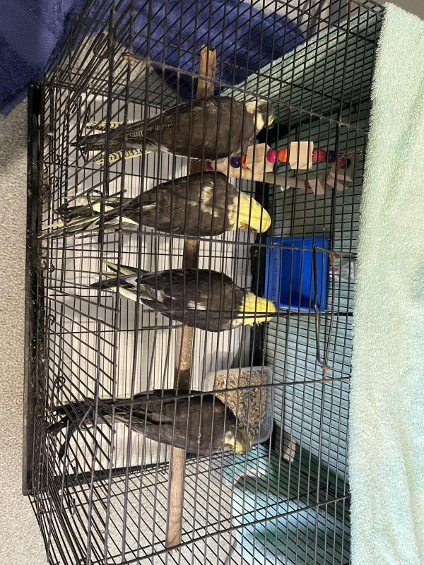 4 Hand reared Cockatiels