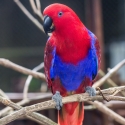 Eclectus Hen.WANTED.
