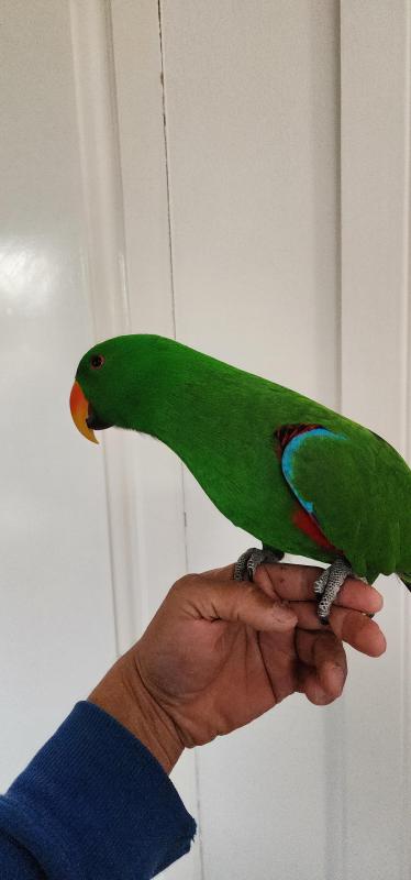Tame male eclectus