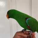 Tame male eclectus