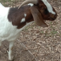 Goats -Boer, Anglo Nubian X Boer, herd or single goats with Kids