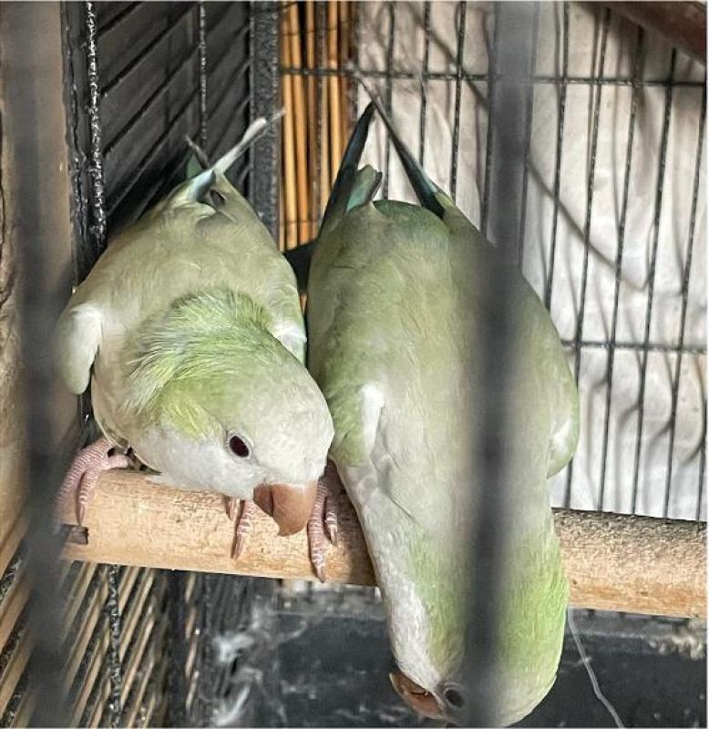 TURQUOISE QUAKER PAIR