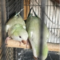 TURQUOISE QUAKER PAIR