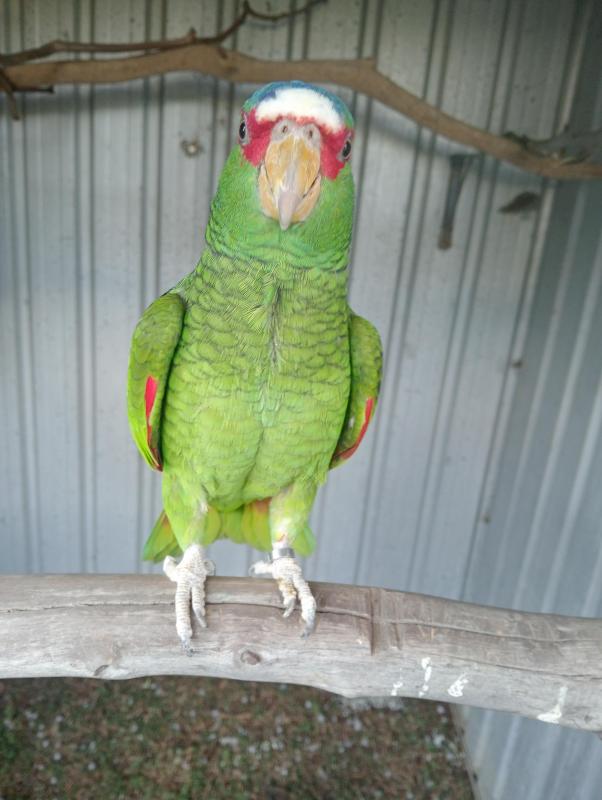 White fronted amazon