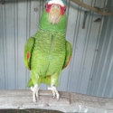White fronted amazon