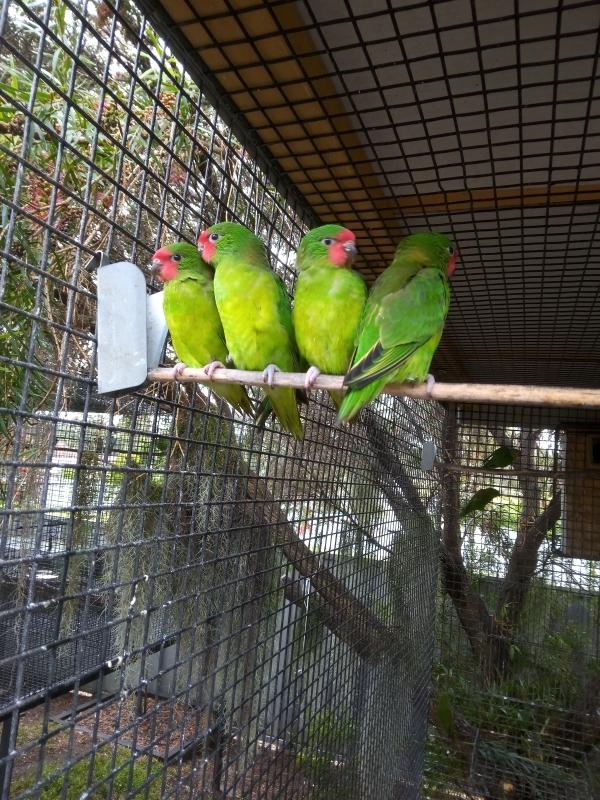 AUST PARROTS & LORIKEETS.