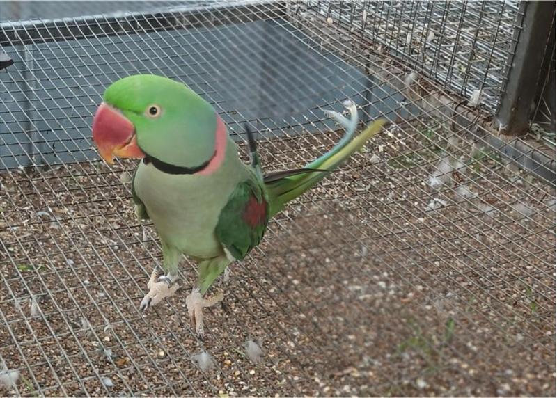 LOOKING FOR A SPLIT LUTINO ALEXANDRINE
