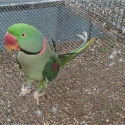 LOOKING FOR A SPLIT LUTINO ALEXANDRINE