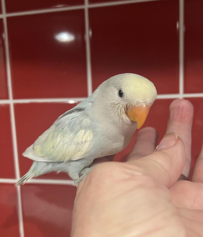 Hand Raised Baby Peachface Lovebirds