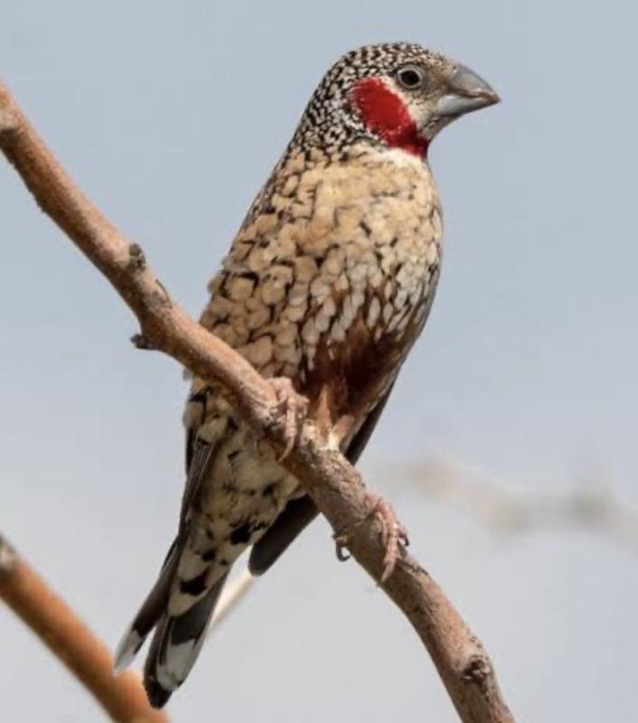 Wanted - male Cut-throat finch