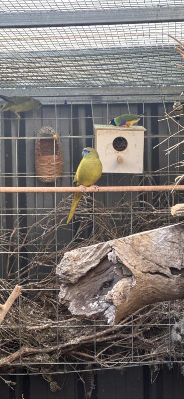 Wanted rock parrots