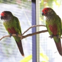Rose-fronted Conures