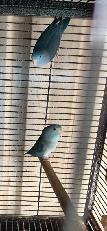 3 pairs parrotlets for sale