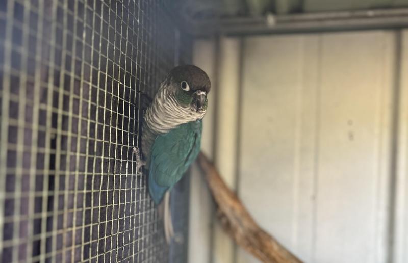 Conure D/f & S/F breeding pair
