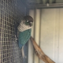 Conure D/f & S/F breeding pair