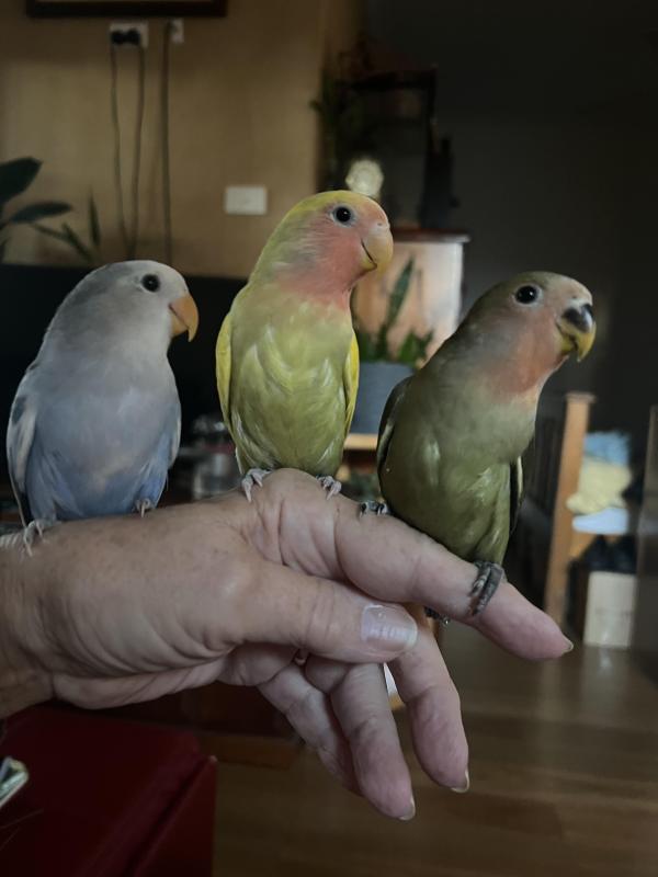 Hand Raised Baby Peachface Lovebirds 9 Weeks Old