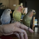 Hand Raised Baby Peachface Lovebirds 9 Weeks Old
