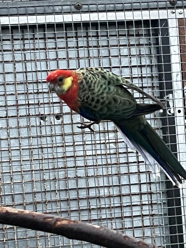 Western Rosella