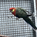 Western Rosella