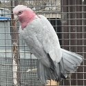 Khuli
