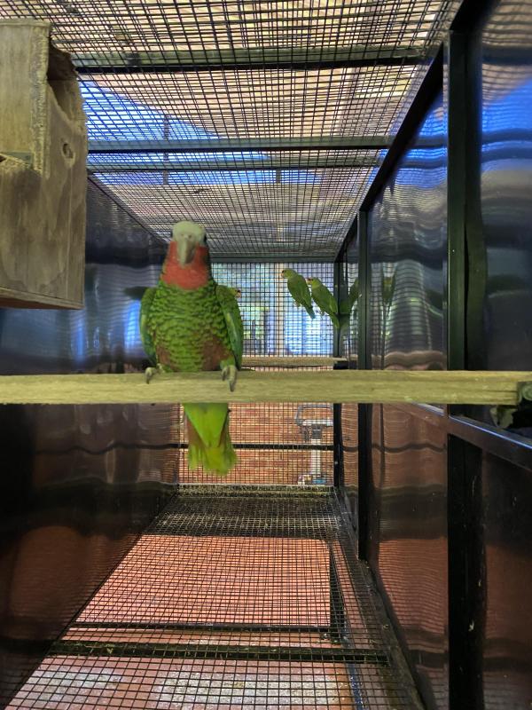 Cuban Amazon