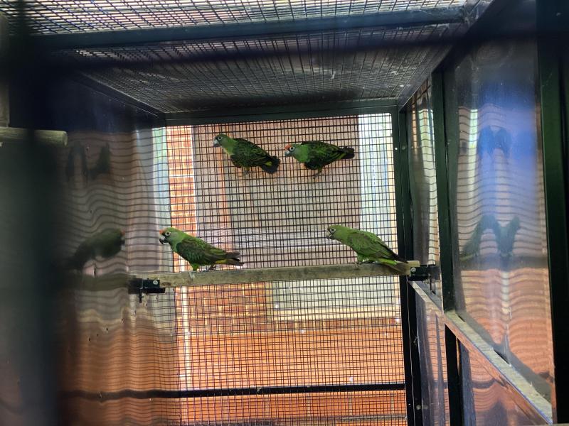 Jardine parrots