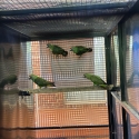 Jardine parrots